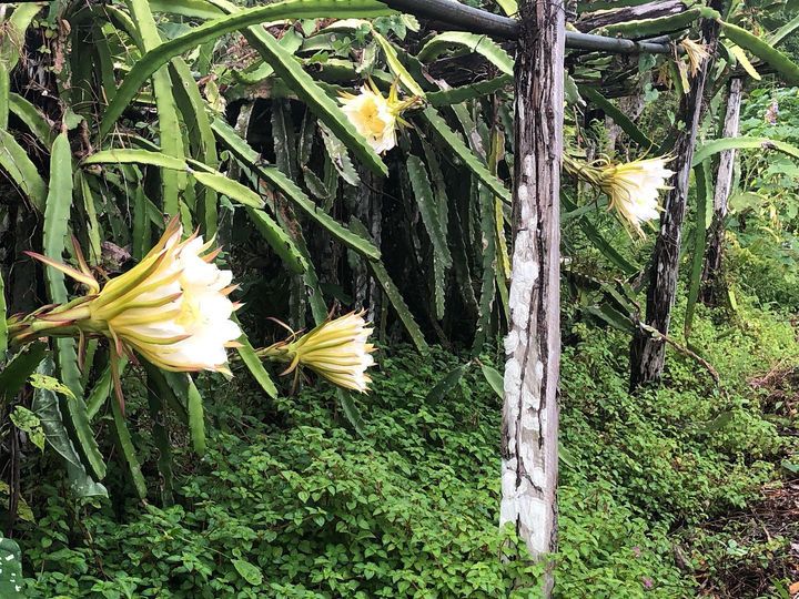 Image of some flowers