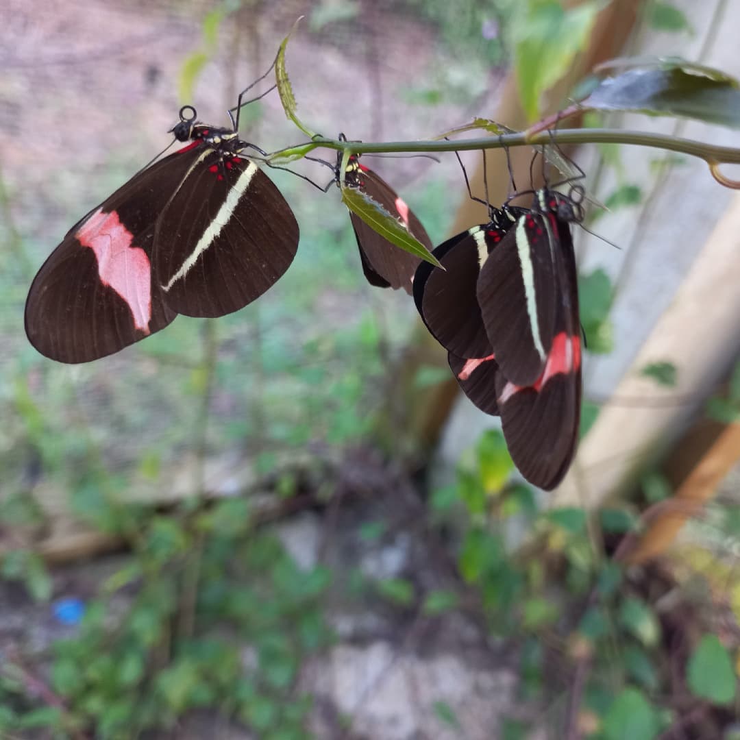 Image of a Morpho